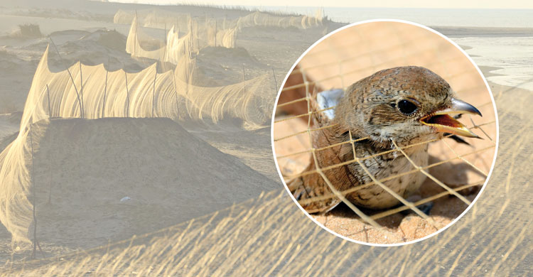 Both images © Holger Schulz