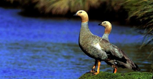 El Cauquén colorado (Chloephaga rubidiceps)
